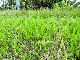 Image result for Cynodon nlemfuensis