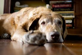 Check out our article choosing the best crate for your dog and your life for more tips on how to choose and set up your puppy's crate. 10 Tips To Help Your Dog Or Puppy Sleep Through The Night Pethelpful