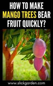 Though the large tree on the right may produce twice the fruit as one of those small trees, when you have four small trees, the yield is twice as high for the space used than a single large tree. How To Make Mango Trees Bear Fruit Quickly Slick Garden