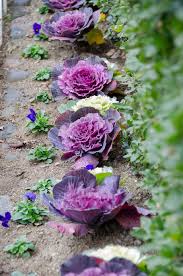 Maybe you would like to learn more about one of these? Ornamental Cabbage Flowering Cabbage Plant Leaf Purple Decoration Nature Garden Cabbage Kale Pxfuel