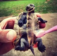 Aww Tummy Rub Time Turns Out Turtles Shed From Their Belly So It S Good For Them And Feels Good To Get Their Belly Brushed Cute Animals Funny Animals Animals