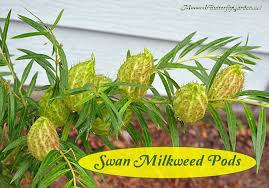 Image result for Gomphocarpus fruticosus