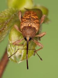 Curculio nucum - Wikipedia