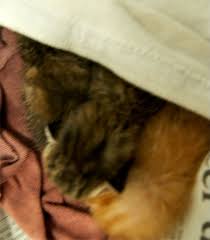 Merawat anak kucing adalah semacam hobi yang dilakukan untuk mendapatkan kesenangan dan kepuasan saat melihat perilakunya yang menggemaskan. Tips Penjagaan Anak Kucing Yang Baru Lahir Dulu Lain Sekarang Lain