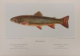 Celebrating Women in the Natural History Art Collection