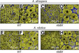 Image result for Aeschynomene sp. B
