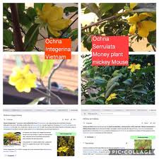 Image result for Ochna stolzii