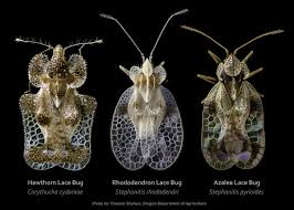 Black And Red Caterpillars On Azaleas 14844446691 A415feb8d1 B Insect Species Insect Wings Bugs And Insects