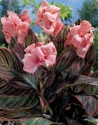 Pin On Canna Lily Beautiful