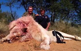 Image result for trophy hunting
