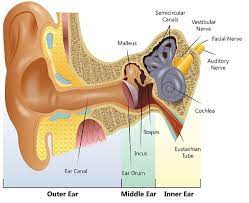 Ear Infections | The Metrohealth System