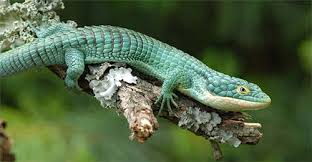 We did not find results for: Lizards Geckos