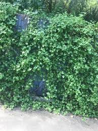 Image result for Rumex sagittatus