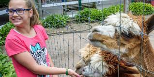 Steppin out ponies and petting zoo is a family owned and operated farm servicing the long island community for over thirty years. Long Island Game Farm Wildlife Park And Children S Zoo