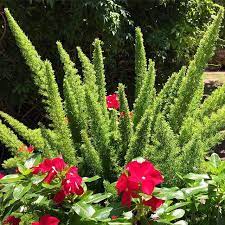 Plants For Dallas On Instagram Foxtail Fern Asparagus Densiflorus Myers Striking Fern With Soft Spiky Plumes That Ma Asparagus Fern Plants Shade Plants