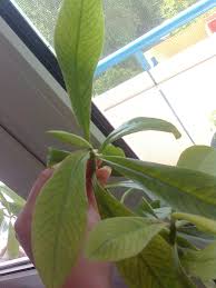 Image result for Synadenium cupulare