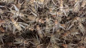 Your app for international cricket. Close Up Of Live Crickets Crawling Stock Footage Video 100 Royalty Free 1063517455 Shutterstock