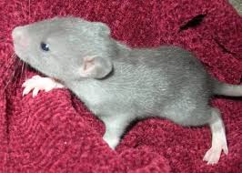 Buying puppies from pet stores and backyard breeders is never a good idea. Baby Pocket Pets For Adoption Rats For Sale In Jacksonville Florida Classified Americanlisted Com