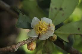 Image result for Pentaphylacaceae