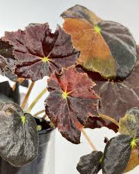 Image result for Begonia princeae