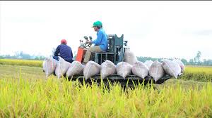 Giá lúa gạo hôm nay 12/1: gạo có xu hướng giảm tiếp