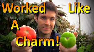 Unripe tomatoes take about two days to a week to ripen. How To Ripen Green Tomatoes Off The Vine Youtube