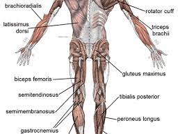 The anatomy of skeletal muscle, cardiac muscle, and smooth muscle. Human Muscular System What S The Busiest Muscle In The Body Owlcation