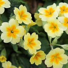 Image result for Primula