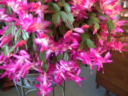 Flowering houseplants will brighten your home, but there's a big difference between keeping a plant alive and actually getting it to flower. Three Houseplants With Winter Flowers Diy Network Blog Made Remade Diy