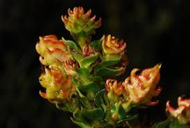 Image result for Penaeaceae