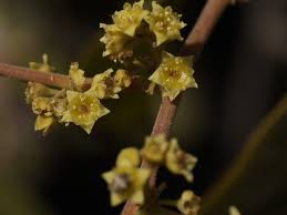 Image result for Ventilago