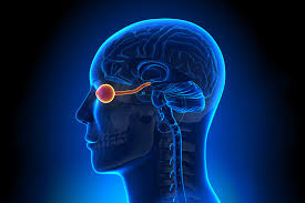 Cells are acquired from donated ex vivo brain tissue dissected from temporal or frontal lobes, based on anatomical annotations described in the allen human brain reference atlas. Scientists Discover The Origin Of Brain Mapping Diversity For Eye Dominance Video