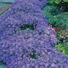 Dalmatian Bellflower Shop Campanula Michigan Bulb Co