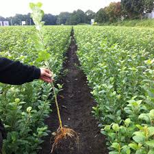 We did not find results for: Malus D M9 Rootstock Fruit Tree Nursery Morren