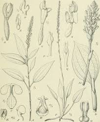 Image result for Platylepis glandulosa