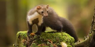 Comment protéger les volailles de la fouine? Comment Reconnaitre Une Fouine