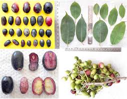 Image result for Syzygium cumini