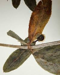 Image result for Galium chloroionanthum