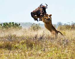 The safari season in south africa peaks in the dry, winter months. South Africa The Luxury Safari Company