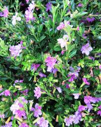 Image result for Cuphea