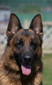 Official facebook page for coastal german shepherd rescue of southern california web:. Pastores Alemanes Rolke