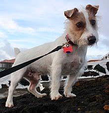 Jack Russell Terrier Wikipedia