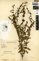 Image result for Triumfetta setulosa