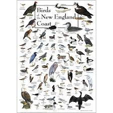 Identification Backyard Birds Of Minnesota Posters New England Northeast Bird Poster Backyard Birds Water Poster