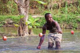 Image result for Warneckea cordiformis