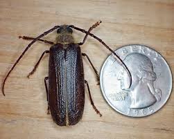 Image result for Tridactyle virgula