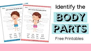 What do you need to know about body parts? Identify The Body Parts Learning Worksheets Https Tribobot Com
