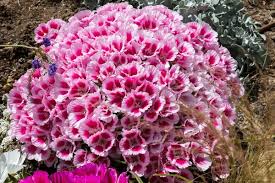 Image result for dipladenie amonea