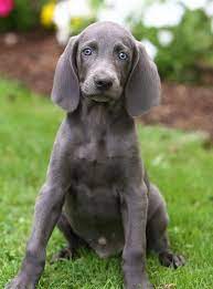 Pin By Moni Oi On Pet Weimaraner Puppies Puppy Pictures Cute Puppies