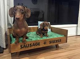 Sausage Sizzle Cute Dogs Dachshund Puppies Dachshund Dog